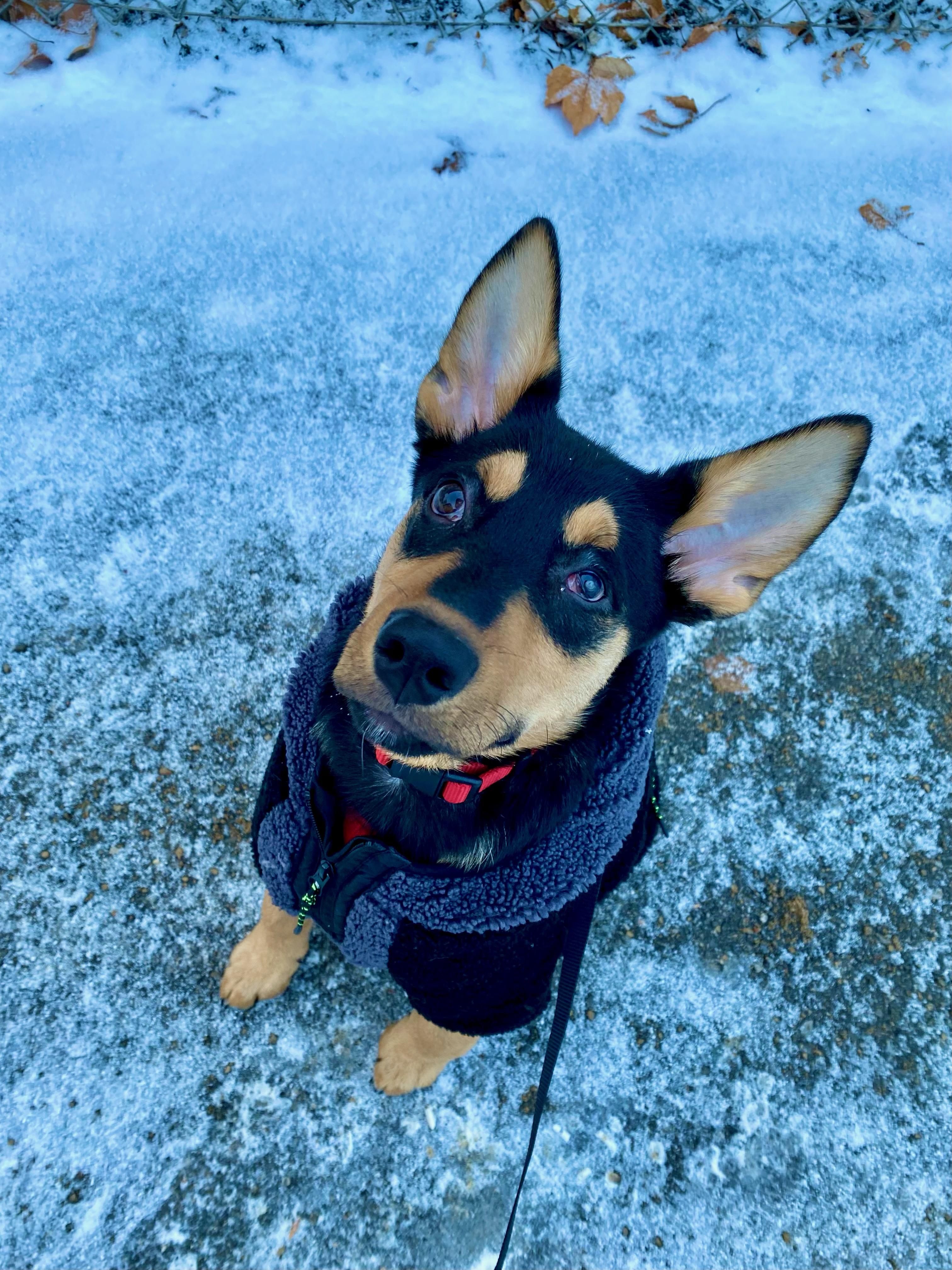 Jack, Adoptable, Puppy Male Shepherd.