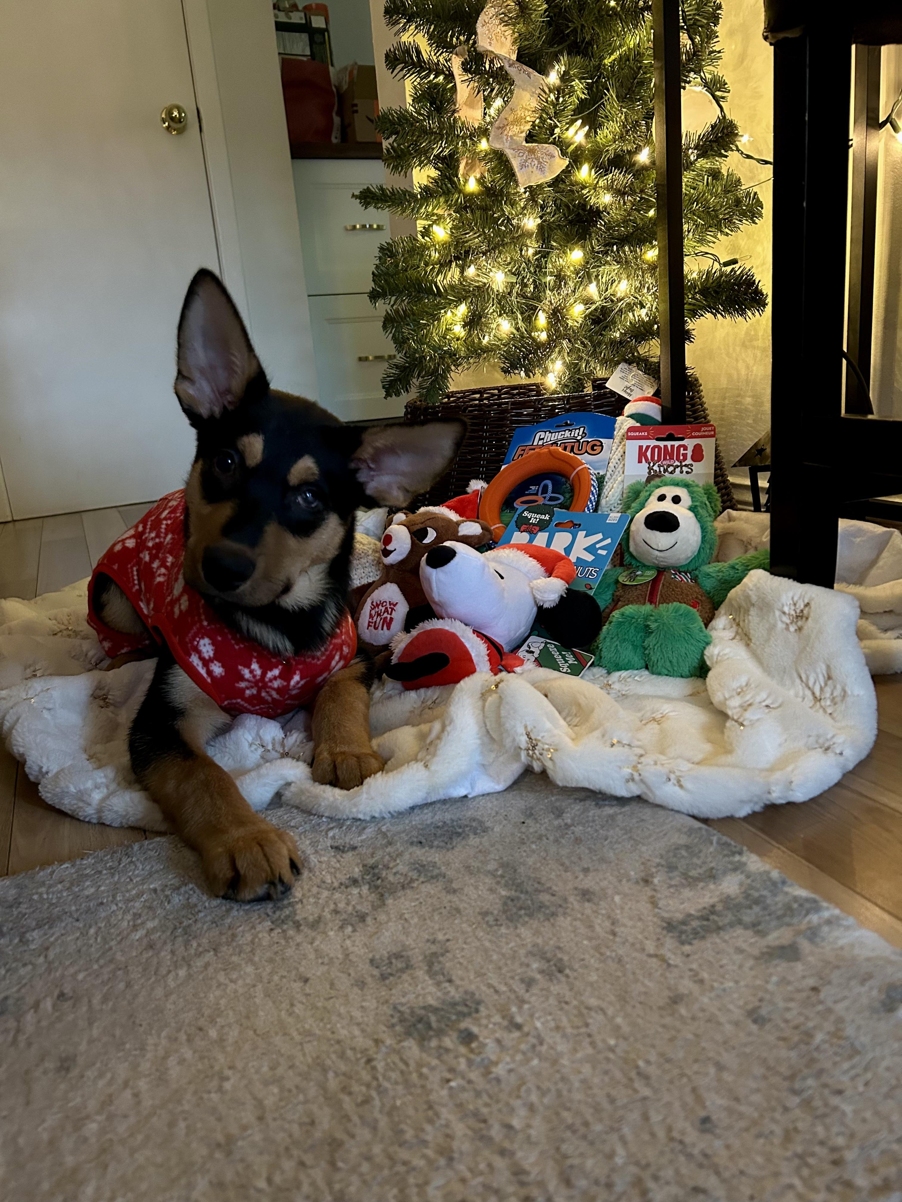 Enlarge Jack, a Adoptable mixed breed in Mississauga , ON image 2/6