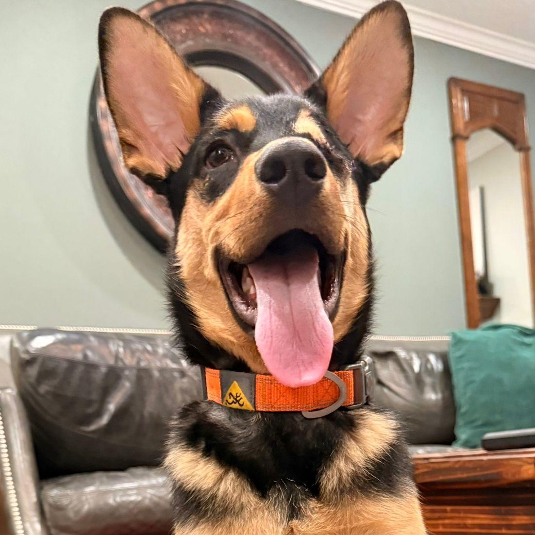 Enlarge Jack, a Adoptable mixed breed in Mississauga , ON image 1/5