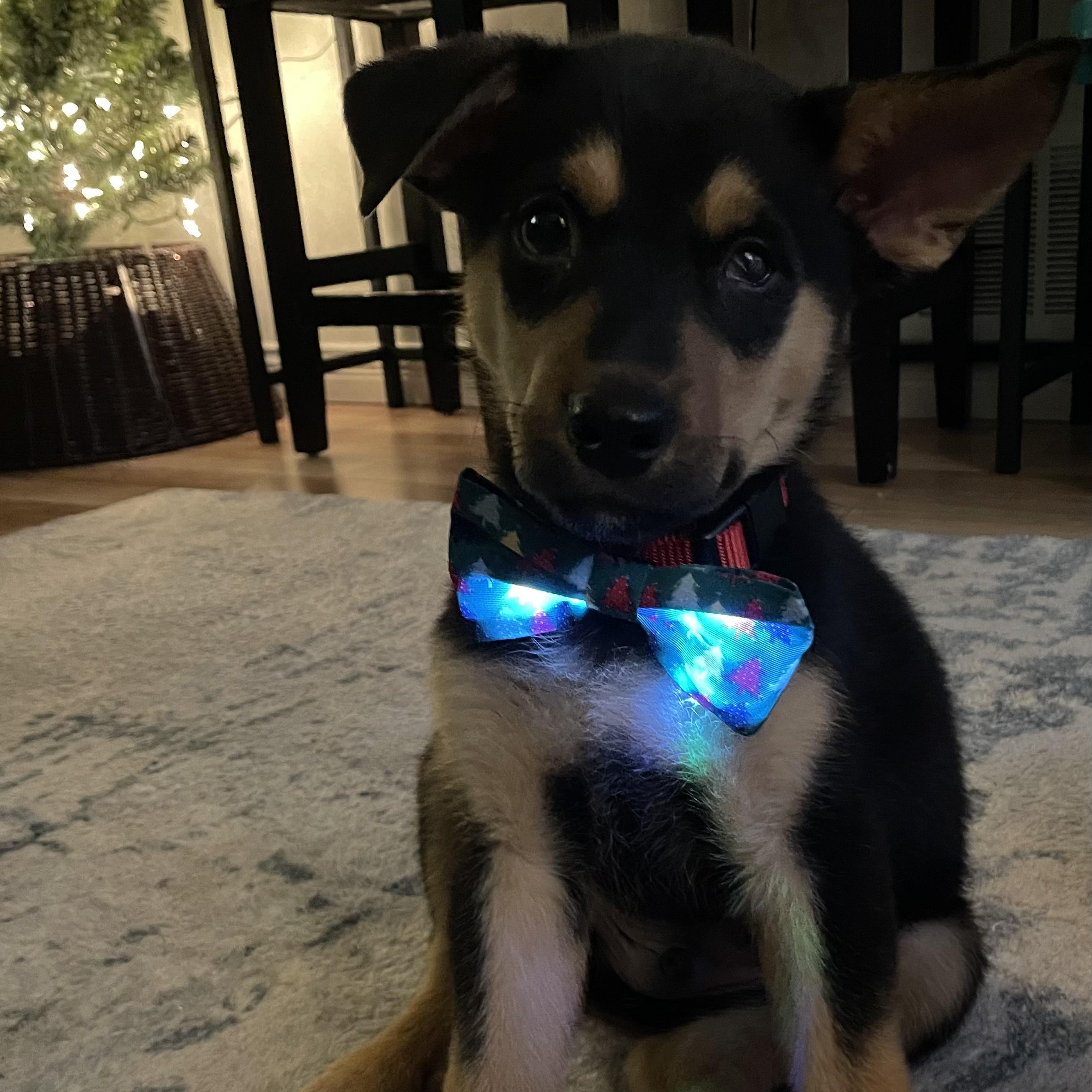 Jack, a Adoptable mixed breed in Mississauga , ON image 6/6