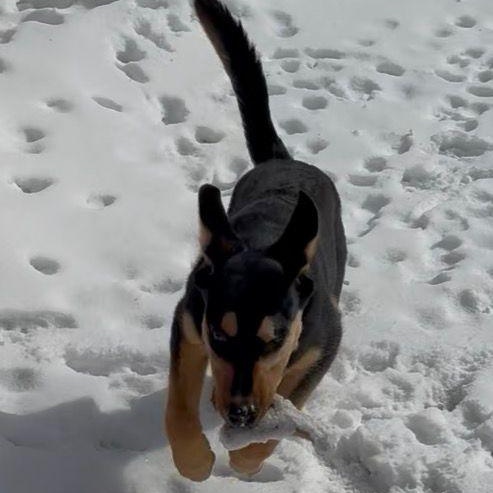 Enlarge Jack, a Adoptable mixed breed in Mississauga , ON image 5/5