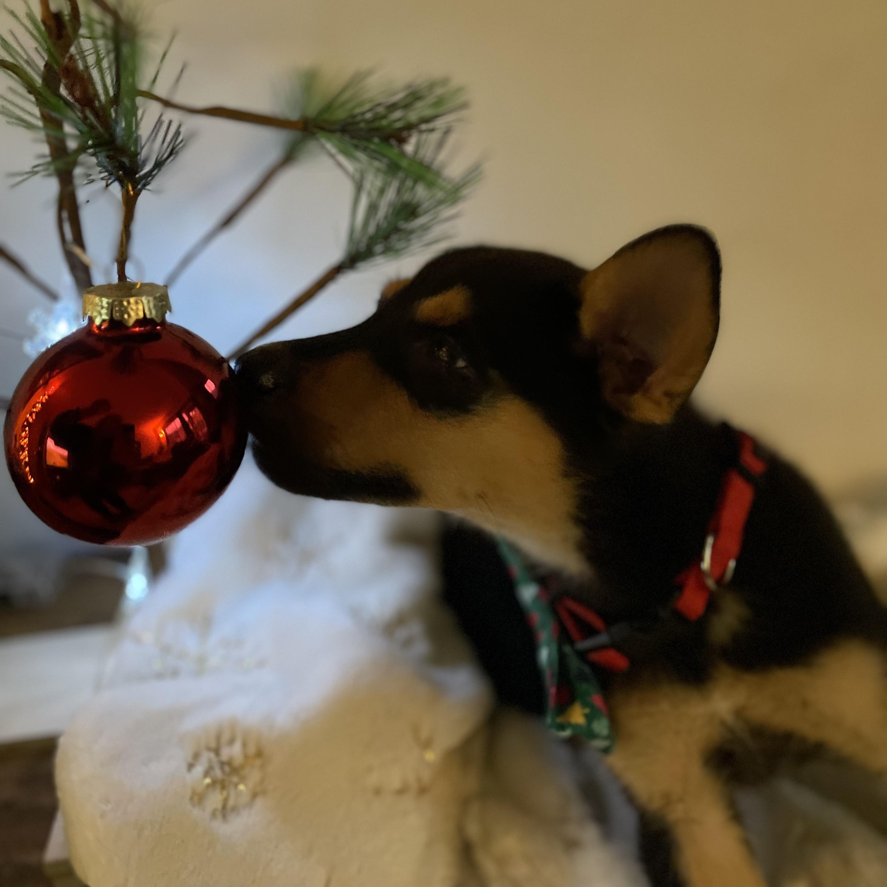 Jack, Adoptable, Puppy Male Shepherd.