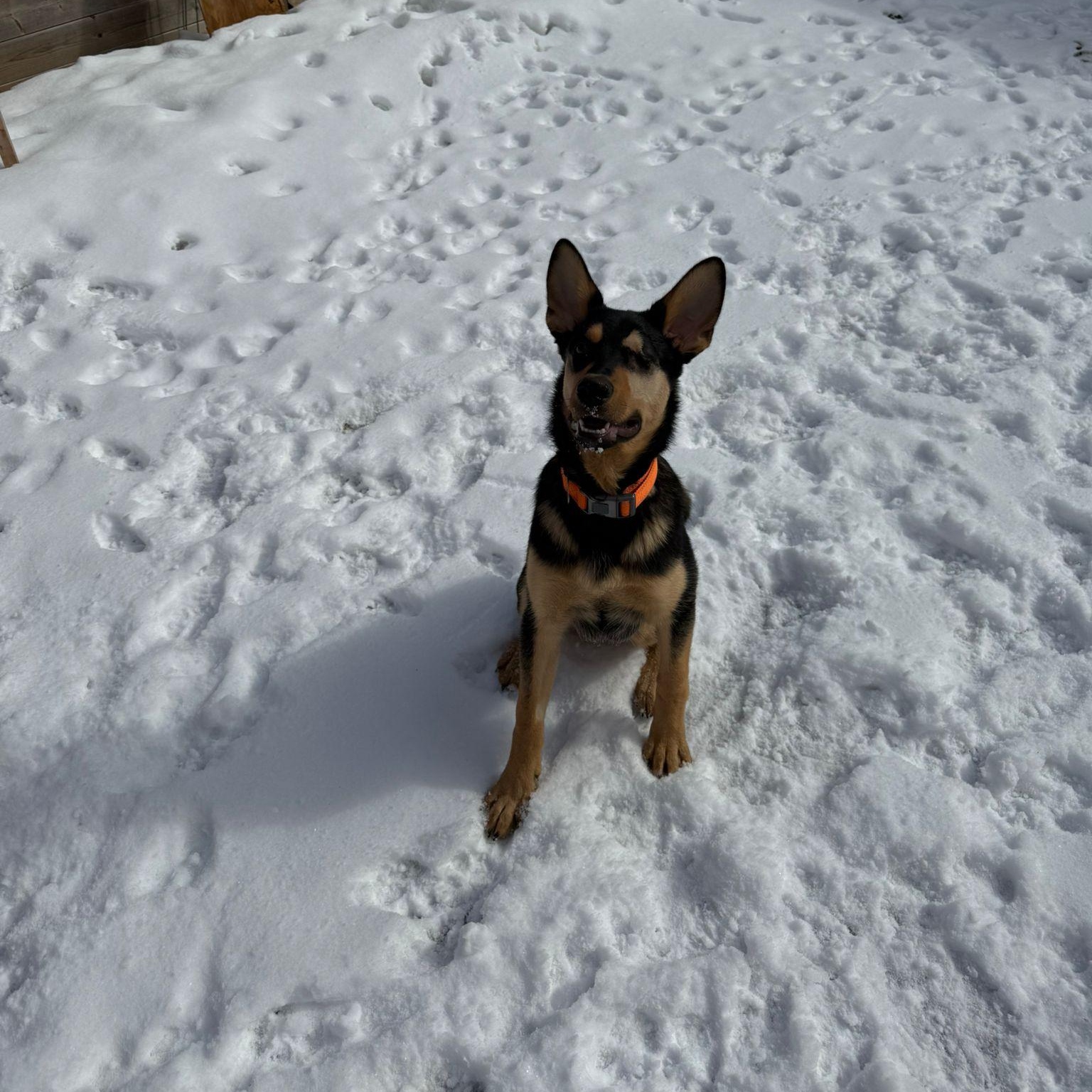 Enlarge Jack, a Adoptable mixed breed in Mississauga , ON image 3/5