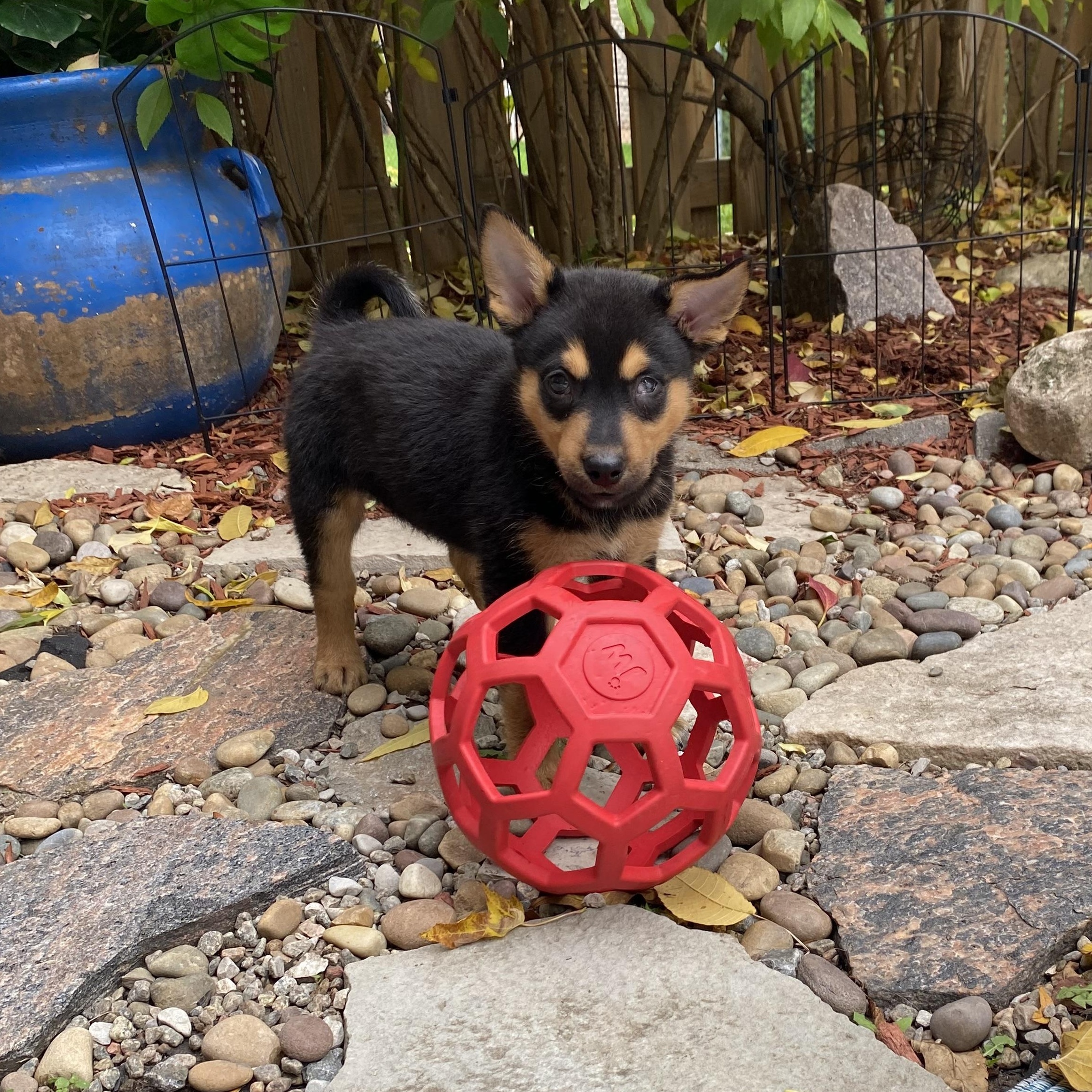 Jack, a Adoptable mixed breed in Mississauga , ON image 4/6