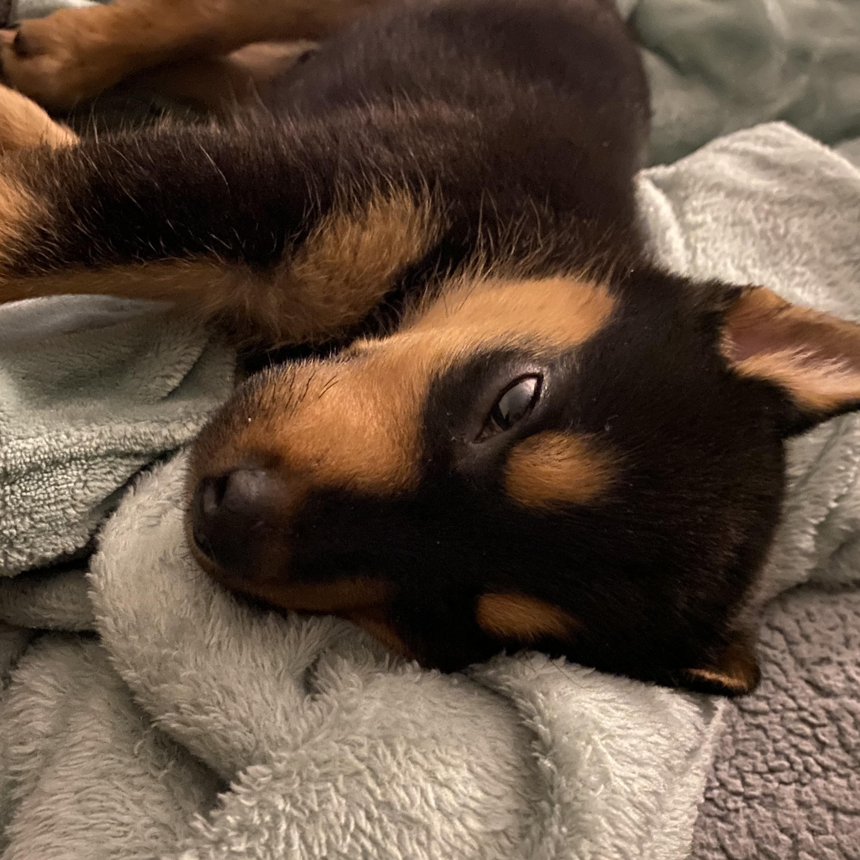 Jack, a Adoptable mixed breed in Mississauga , ON image 5/6