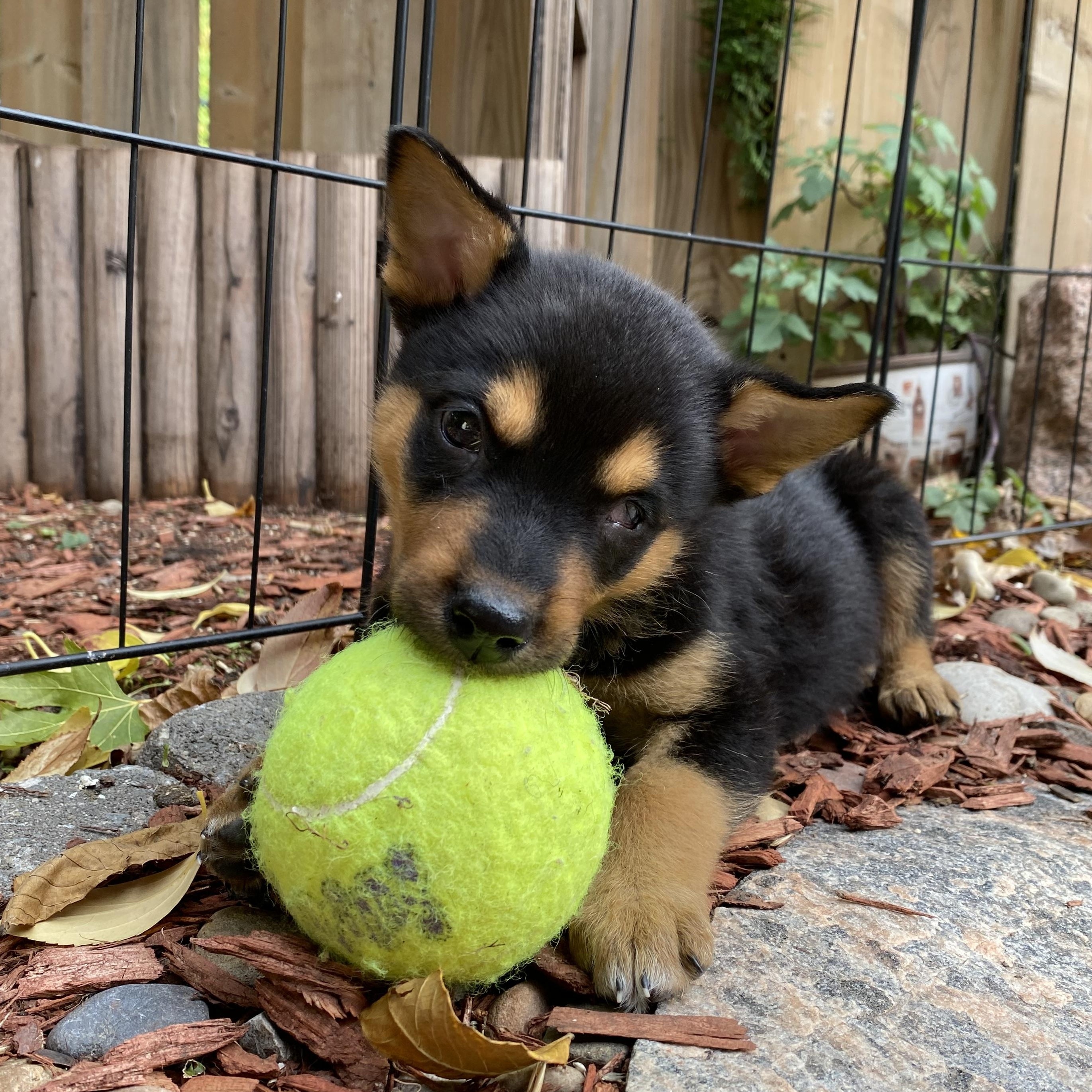 Jack, a Adoptable mixed breed in Mississauga , ON image 2/6