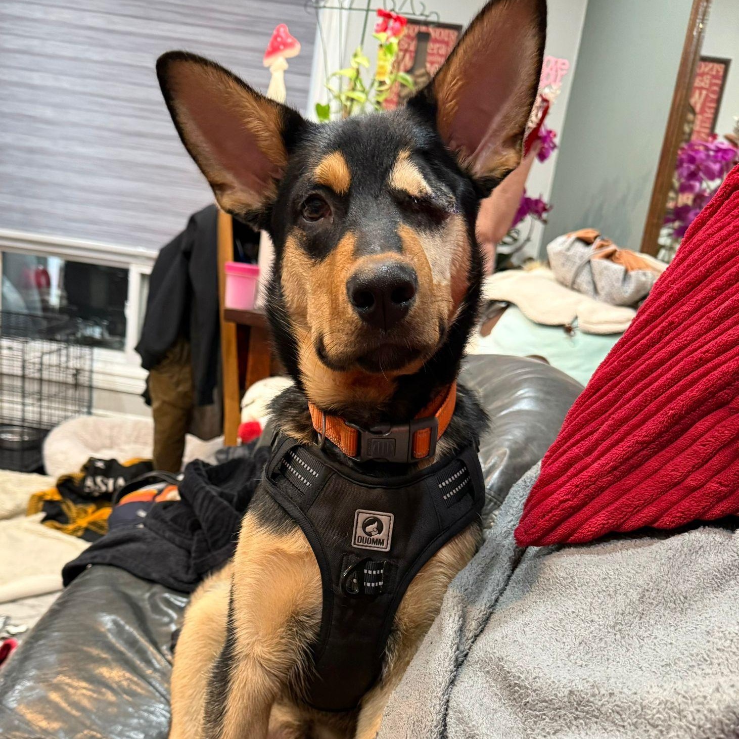 Enlarge Jack, a Adoptable mixed breed in Mississauga , ON image 2/5