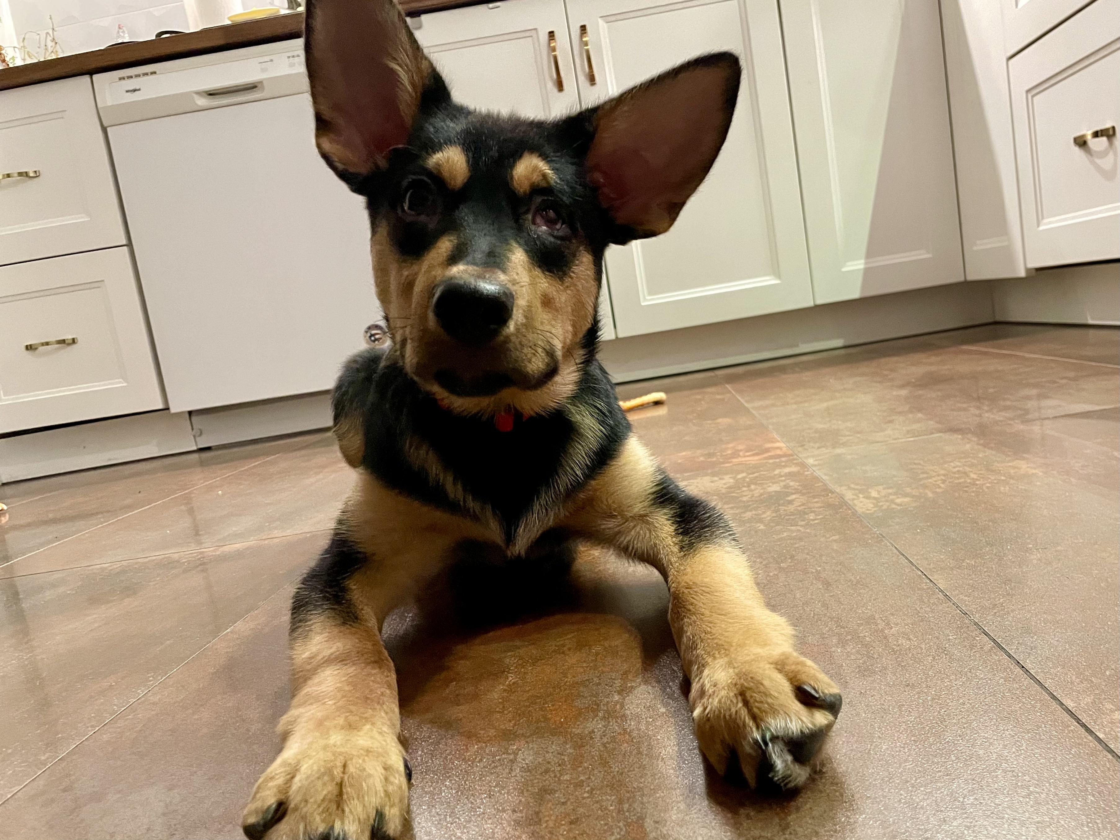 Enlarge Jack, a Adoptable mixed breed in Mississauga , ON image 4/6