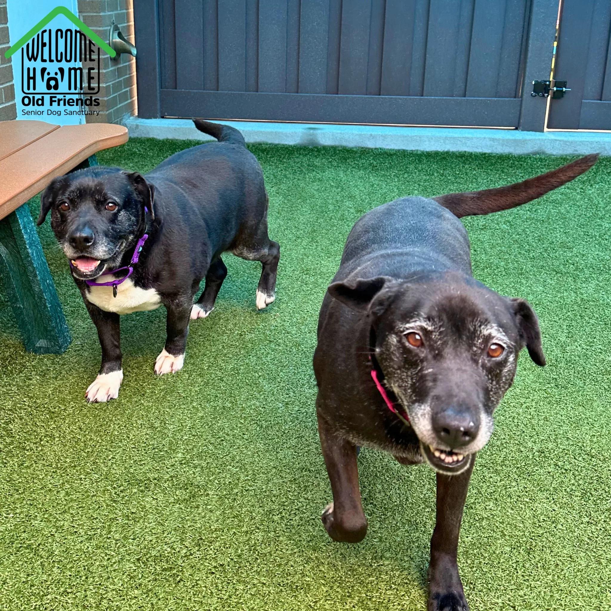 Angel and Joy, Adoptable, Senior Female Black Labrador Retriever.