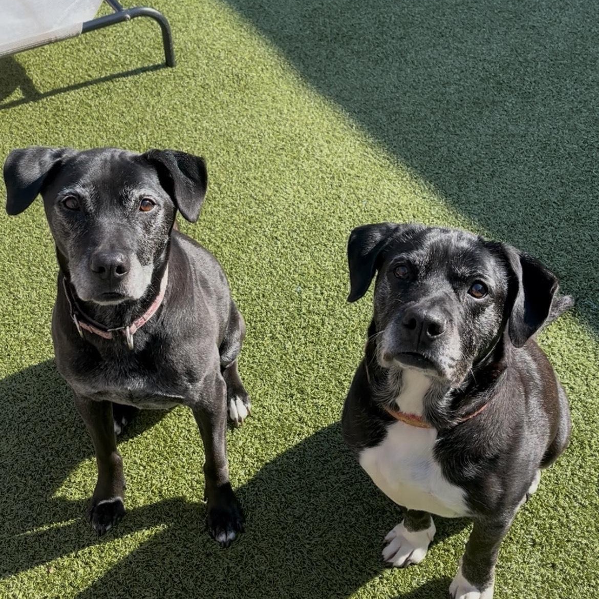 Enlarge Angel and Joy, a Adoptable mixed breed in Mount Juliet, TN image 1/1
