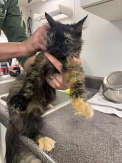 May May, Adoptable, Adult Female Domestic Long Hair & Domestic Short Hair.