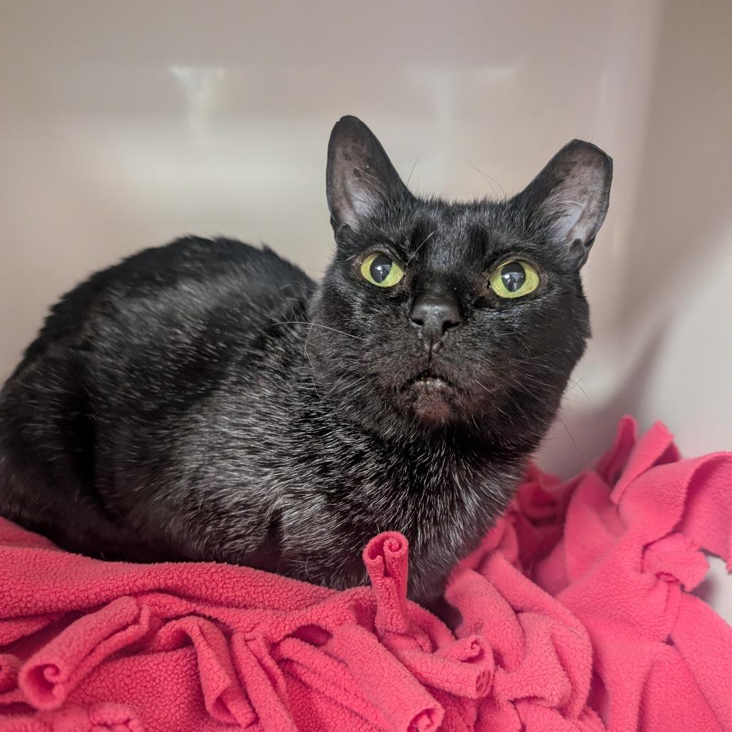 Munchie, Adoptable, Adult Female Domestic Short Hair.