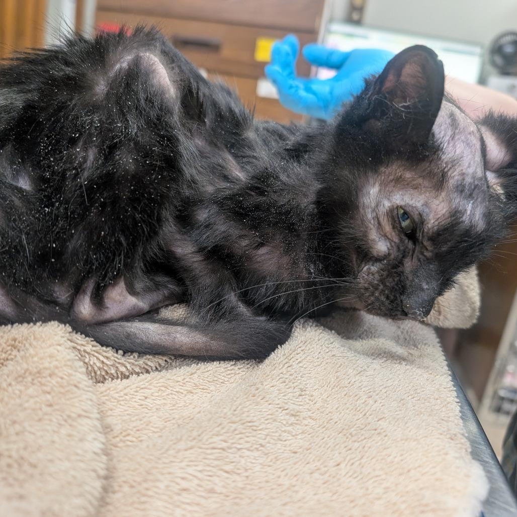 Enlarge Munchie, a Adoptable Domestic Short Hair in Watertown, NY image 2/3