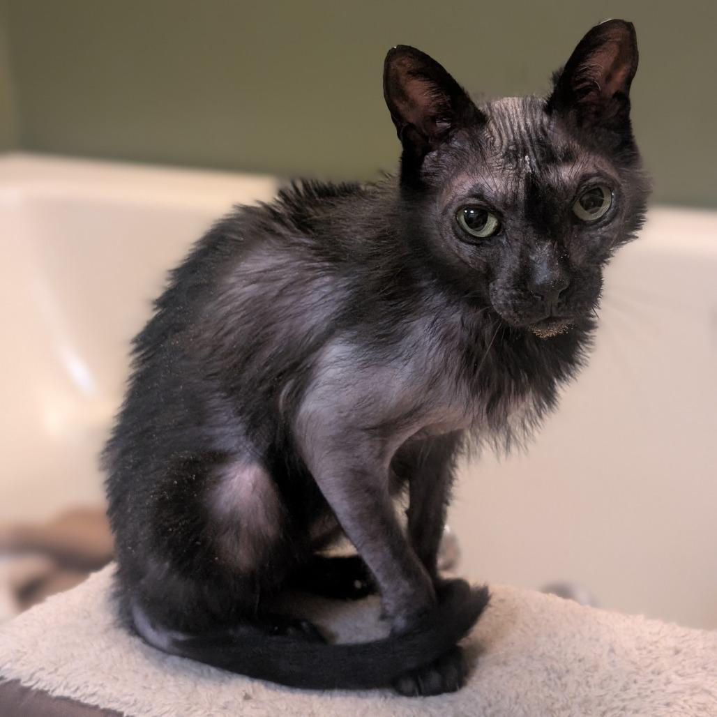 Enlarge Munchie, a Adoptable Domestic Short Hair in Watertown, NY image 3/3