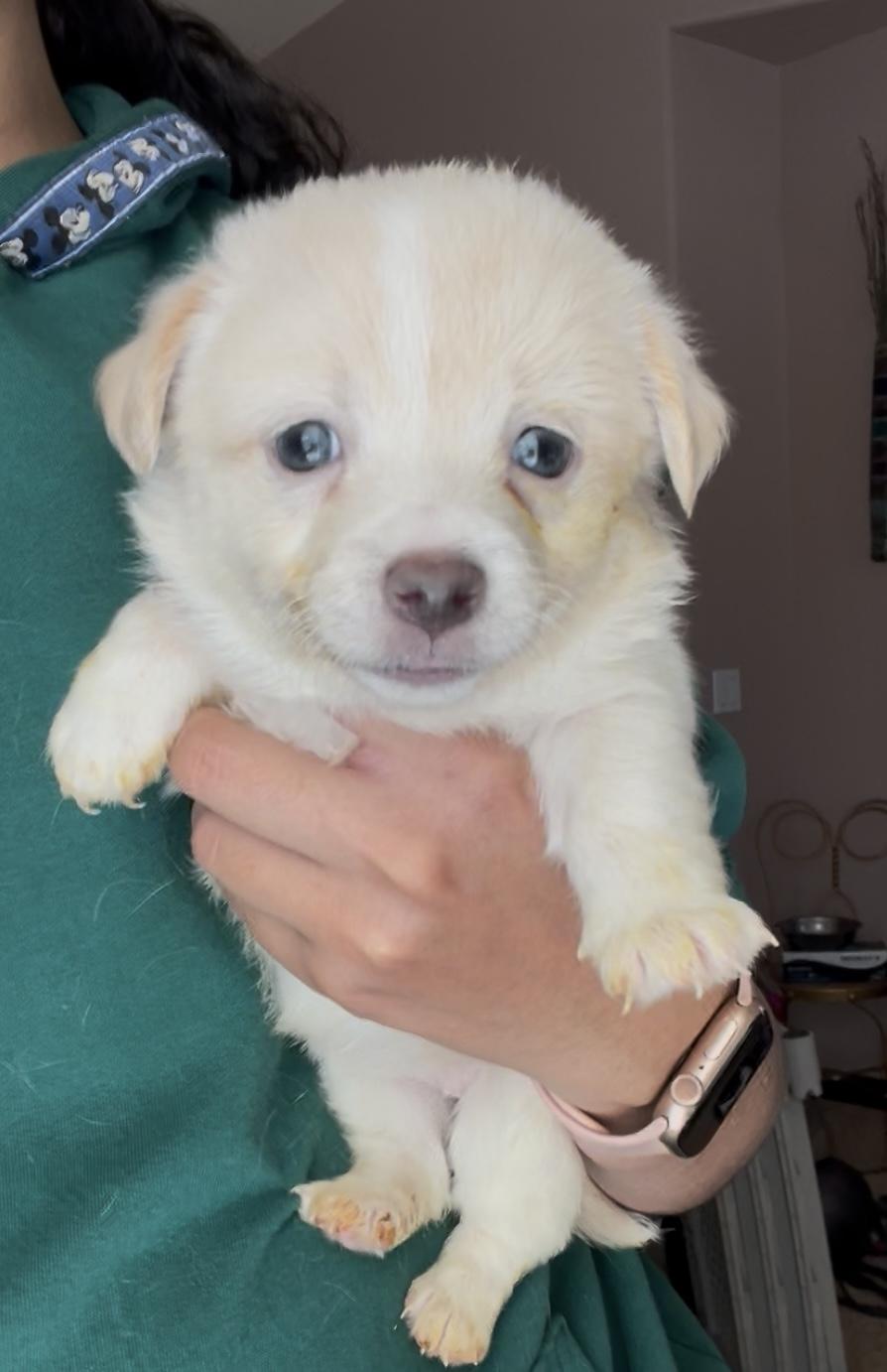 Cookie, ADOPTABLE, Puppy Female Chiweenie.