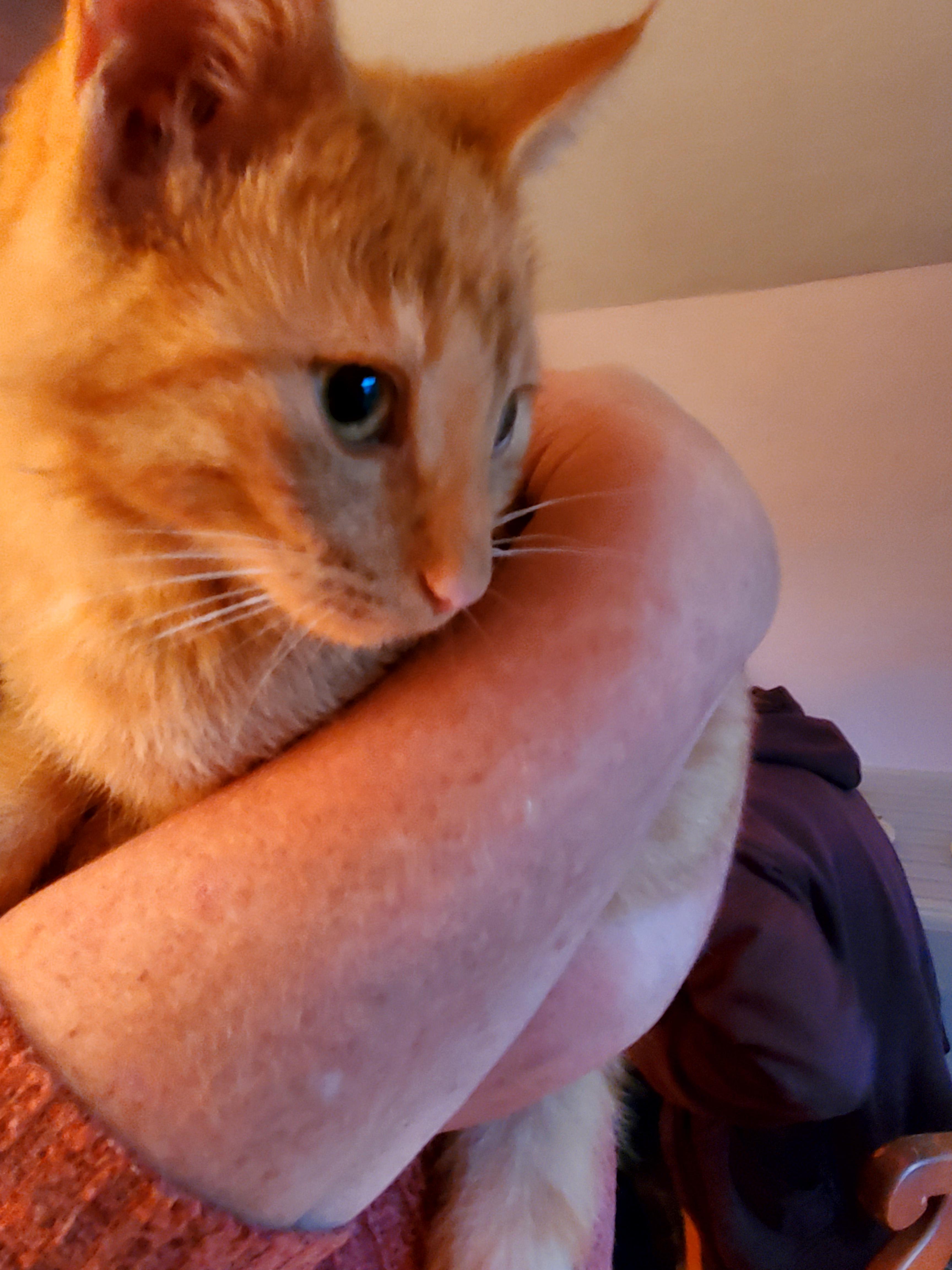 Enlarge Skippy, a Adoptable American Shorthair in Gladwin, MI image 5/6