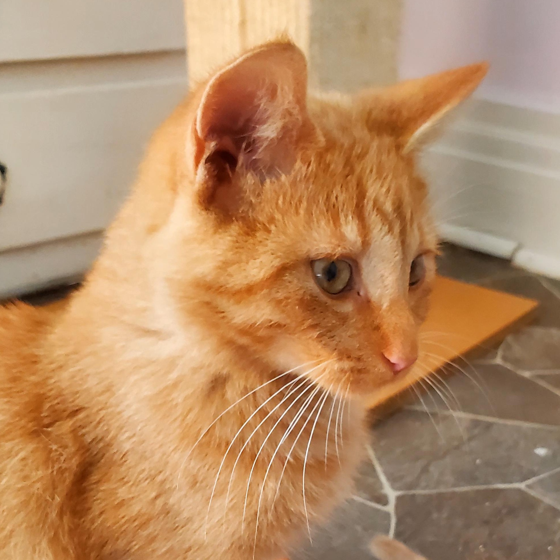 Enlarge Skippy, a Adoptable American Shorthair in Gladwin, MI image 4/6