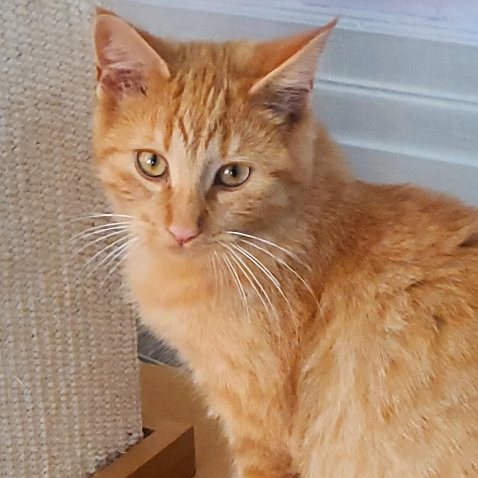 Enlarge Skippy, a Adoptable American Shorthair in Gladwin, MI image 2/6