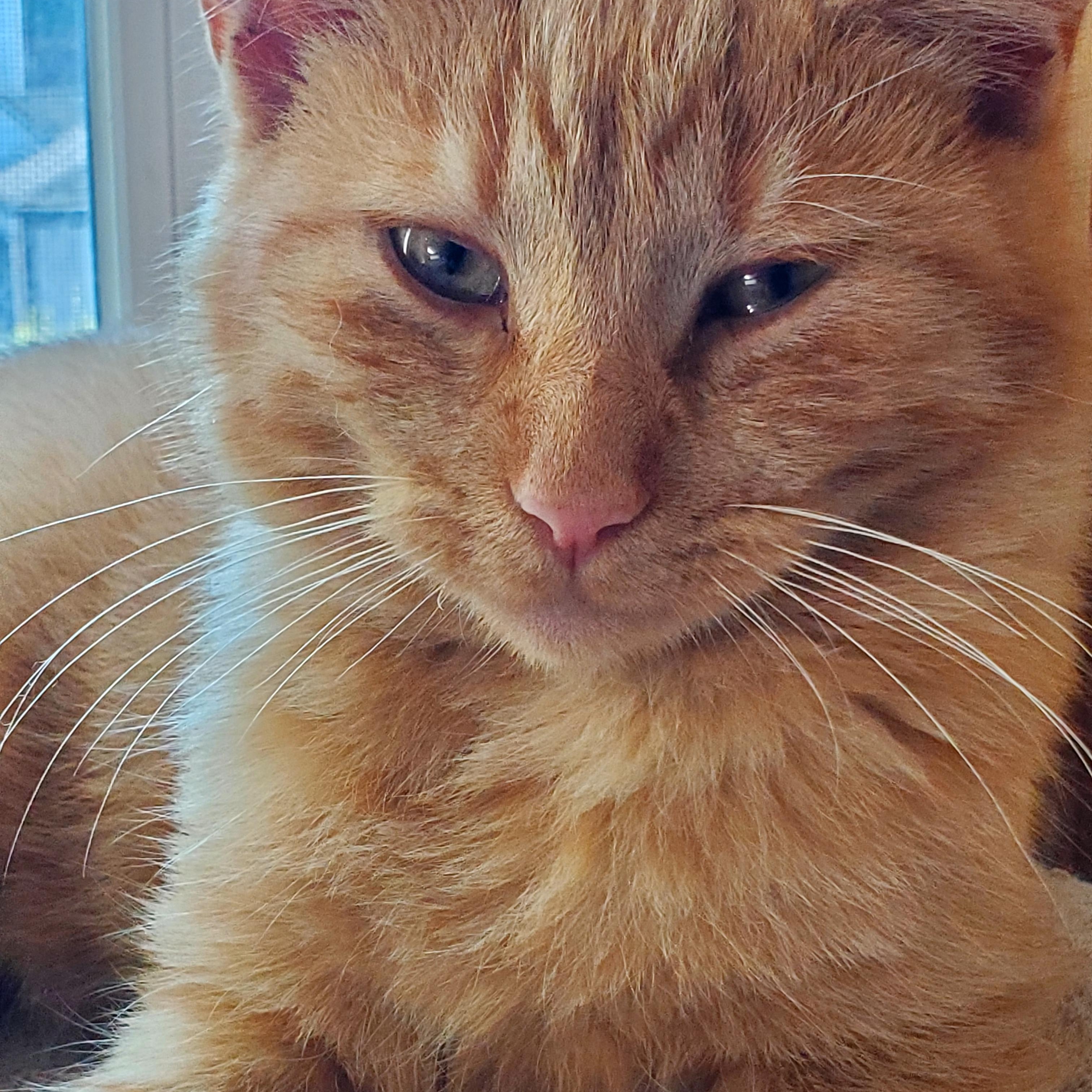 Skippy, Adoptable, Kitten Male American Shorthair.