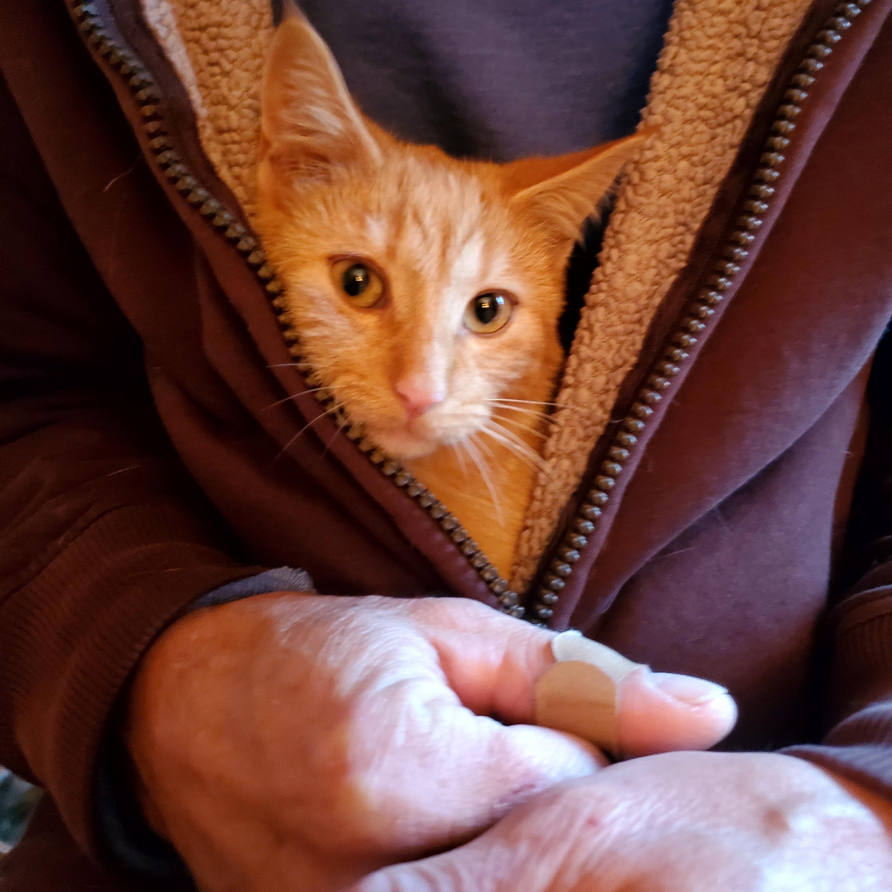 Enlarge Skippy, a Adoptable American Shorthair in Gladwin, MI image 3/6