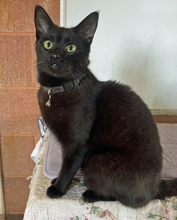 Enlarge Mr. T, a Adoptable mixed breed in Palo Cedro, CA image 1/1