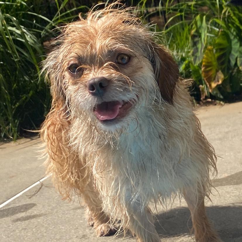 Lottie, Adoptable, Adult Female Shih Tzu & Mixed Breed.