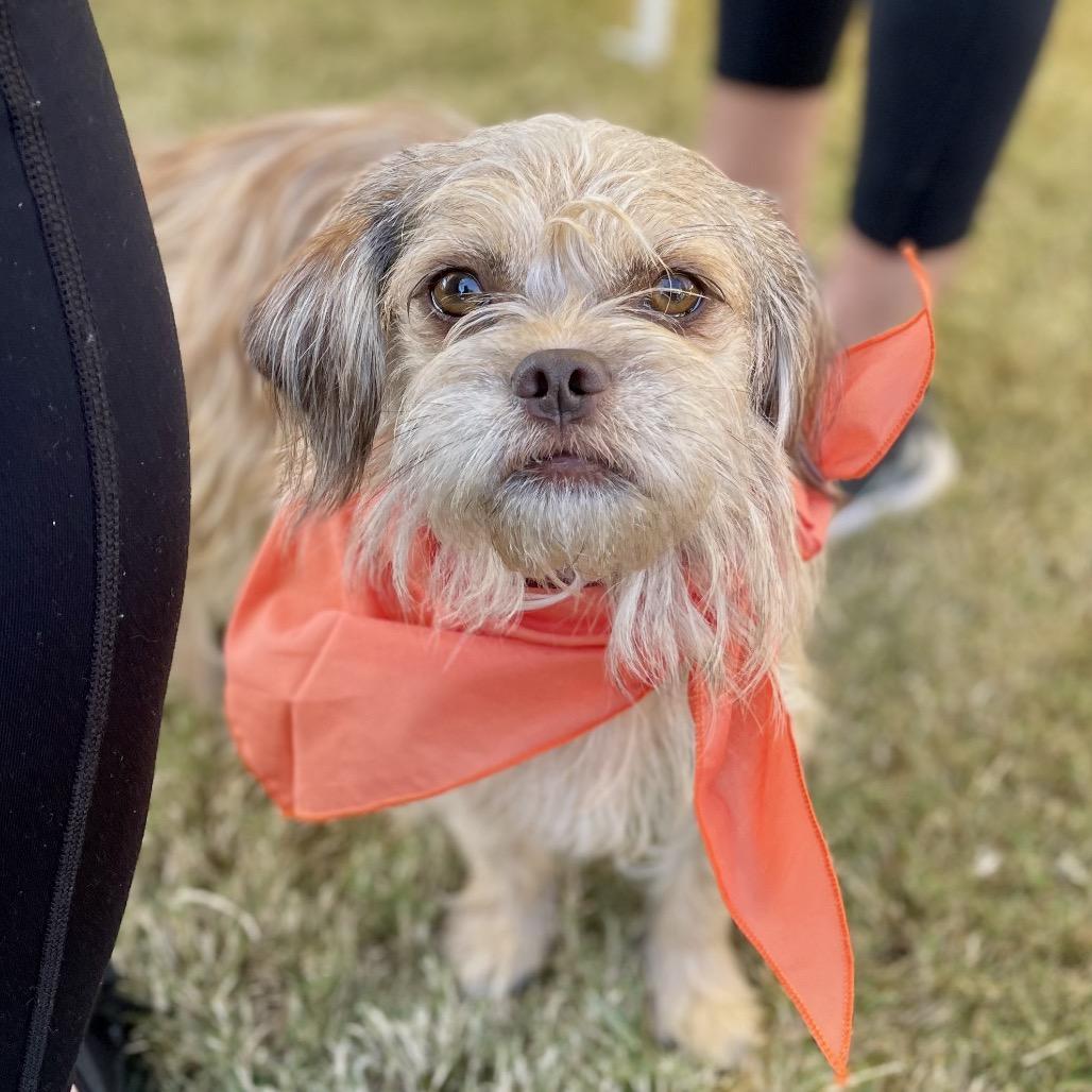 Enlarge Lottie, a Adoptable mixed breed in Fayetteville, GA image 2/6