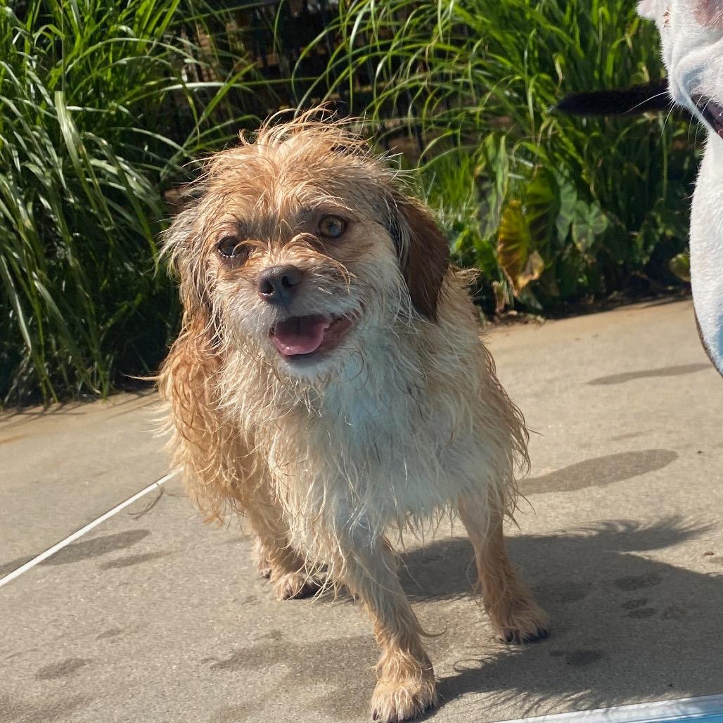 Enlarge Lottie, a Adoptable mixed breed in Fayetteville, GA image 4/6