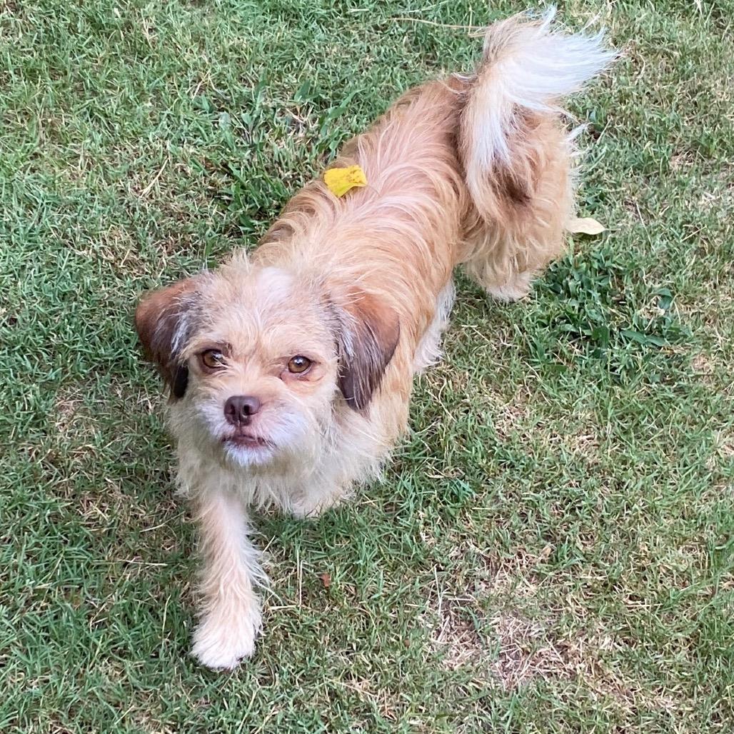 Enlarge Lottie, a Adoptable mixed breed in Fayetteville, GA image 5/6