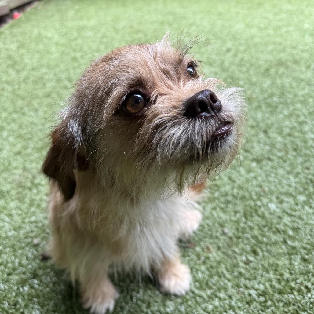 Enlarge Lottie, a Adoptable mixed breed in Fayetteville, GA image 6/6