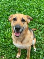 Athena, ADOPTABLE, Adult Female German Shepherd Dog.