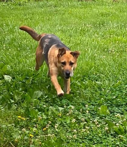 Athena, a ADOPTABLE mixed breed in Point Pleasant, WV image 3/3