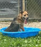 Athena, a ADOPTABLE mixed breed in Point Pleasant, WV image 2/3