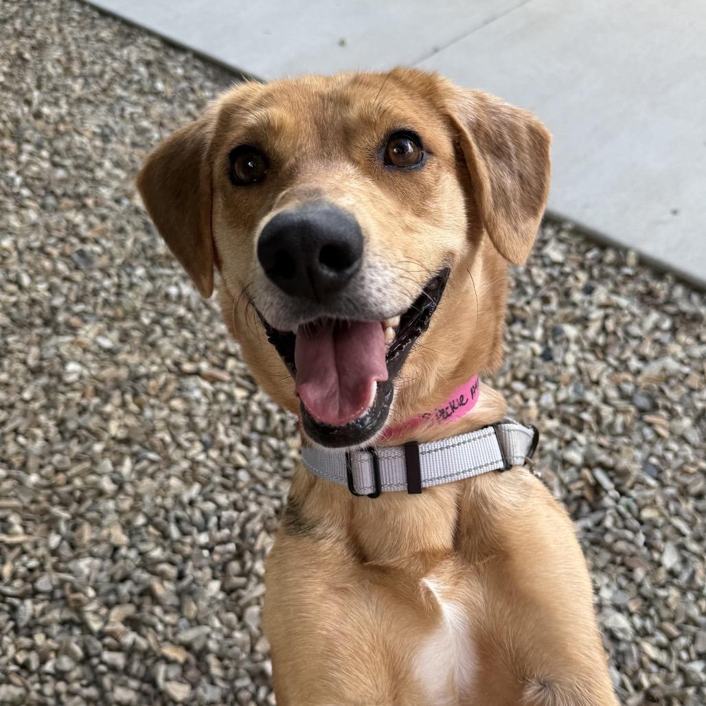 Speckle, a Adoptable Catahoula Leopard Dog in Albuquerque, NM image 1/6
