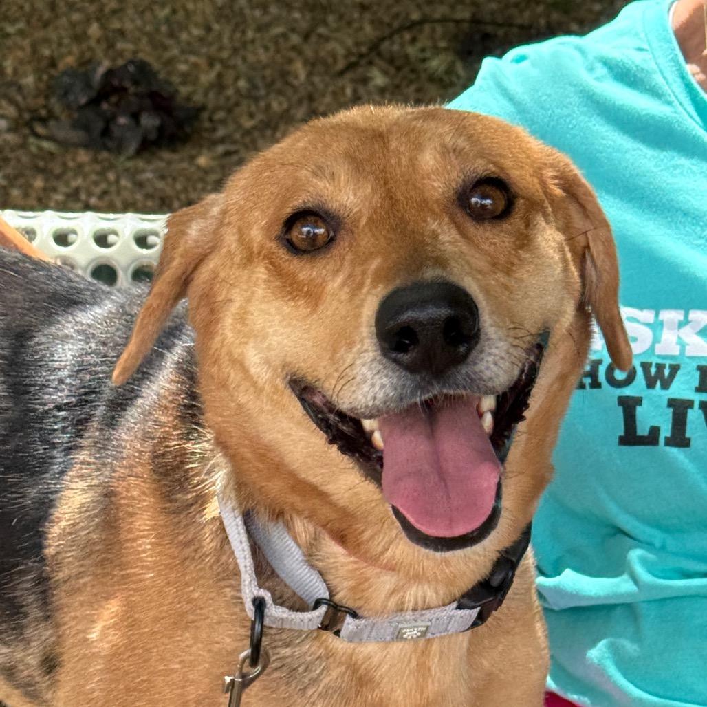 Speckle, a Adoptable Catahoula Leopard Dog in Albuquerque, NM image 2/6