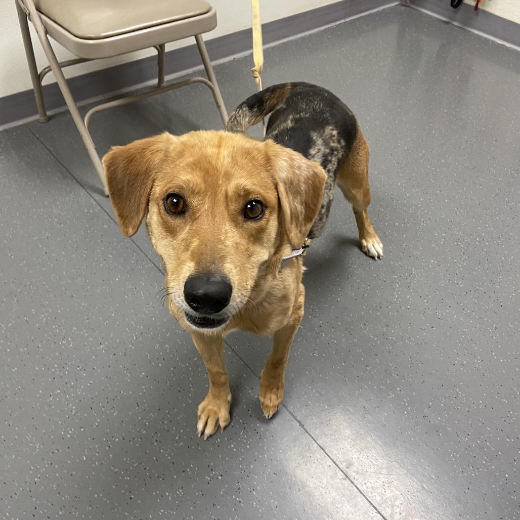 Speckle, a Adoptable Catahoula Leopard Dog in Albuquerque, NM image 3/6