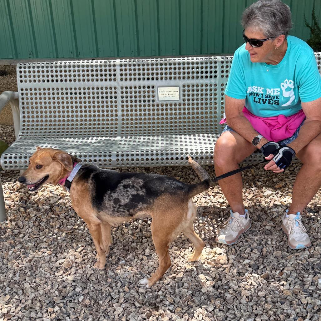 Speckle, a Adoptable Catahoula Leopard Dog in Albuquerque, NM image 4/6