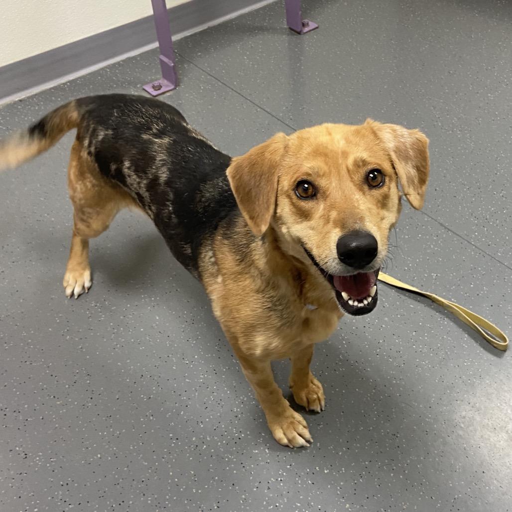 Speckle, a Adoptable Catahoula Leopard Dog in Albuquerque, NM image 5/6