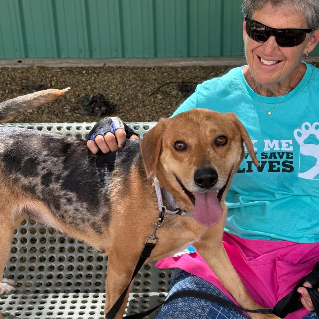 Speckle, a Adoptable Catahoula Leopard Dog in Albuquerque, NM image 6/6