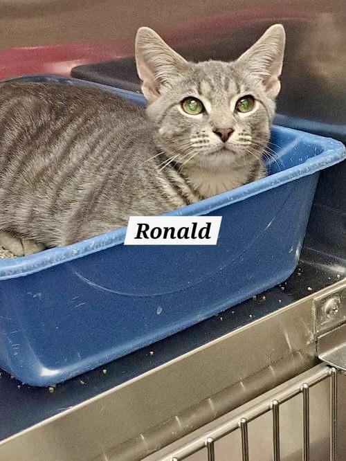 Ronald