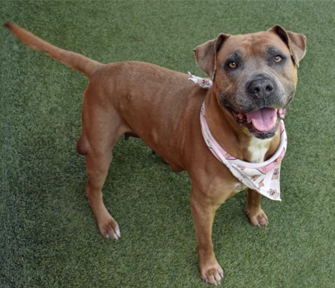 Enlarge Caramela, a Adoptable Mixed Breed in Palm Harbor, FL image 4/6