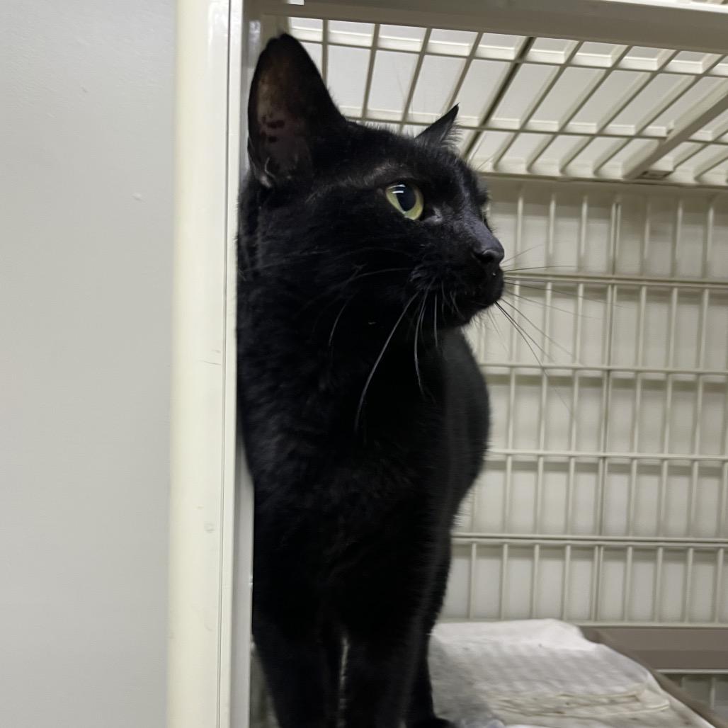 Enlarge Maleficent, a Adoptable Domestic Short Hair in Valdosta , GA image 1/2