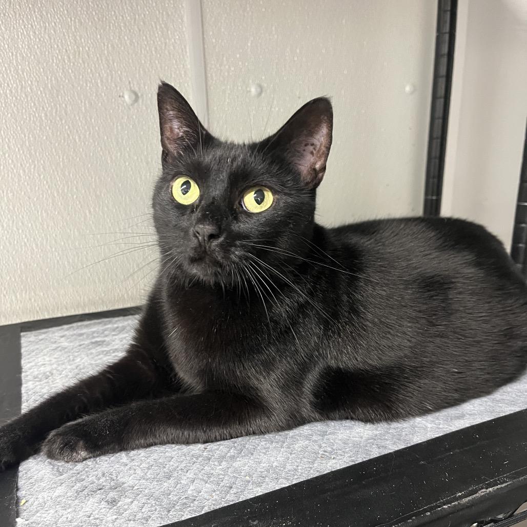 Enlarge Maleficent, a Adoptable Domestic Short Hair in Valdosta , GA image 2/2