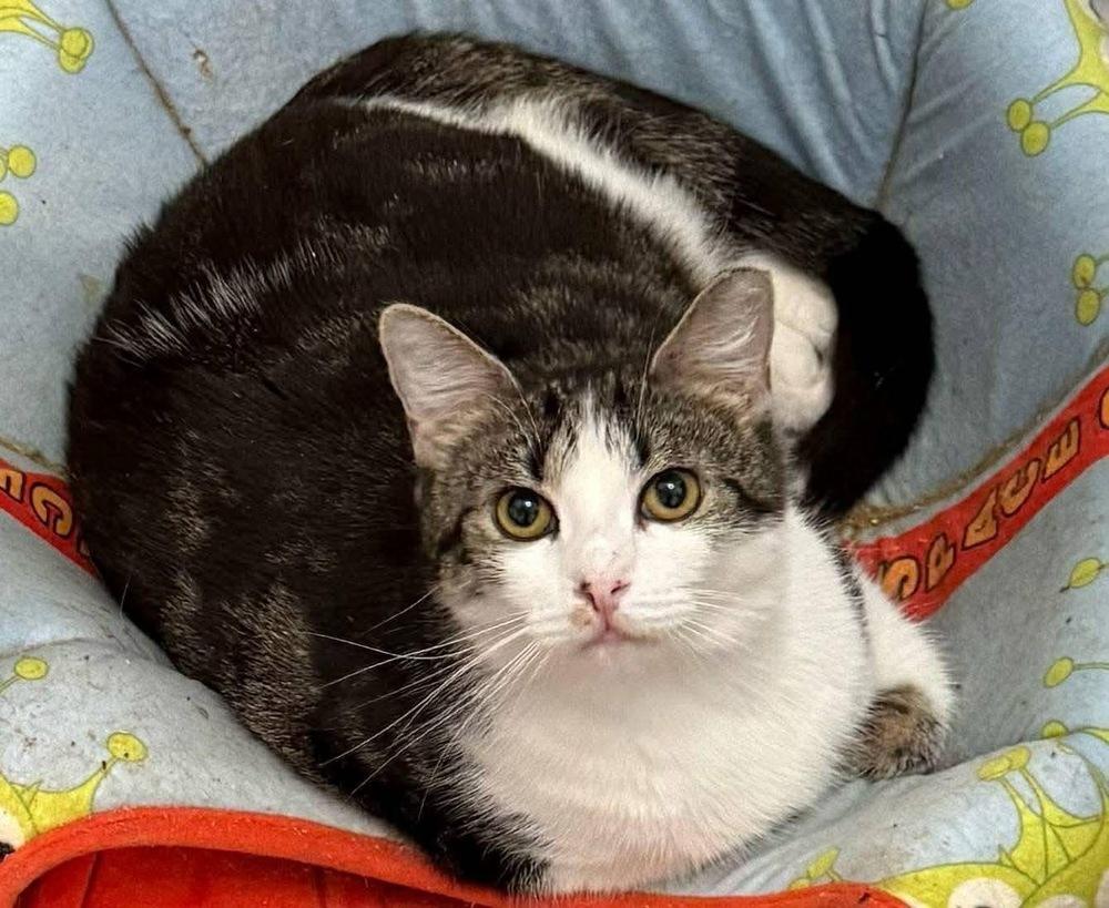 Sophie, Adoptable, Young Female Domestic Short Hair & Tabby.