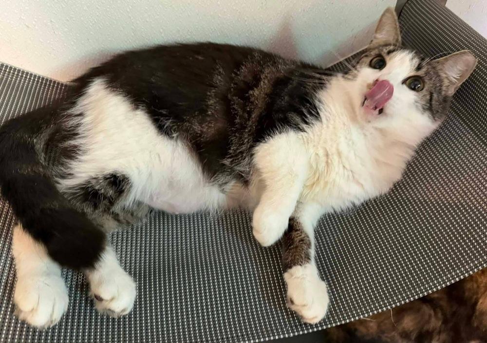 Sophie, Adoptable, Young Female Domestic Short Hair & Tabby.