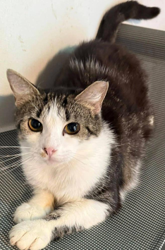 Enlarge Sophie, a Adoptable mixed breed in Bonifay, FL image 3/4