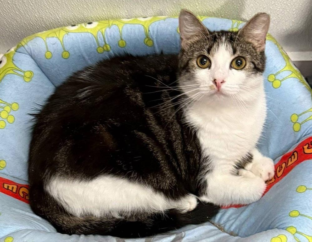 Enlarge Sophie, a Adoptable mixed breed in Bonifay, FL image 4/4