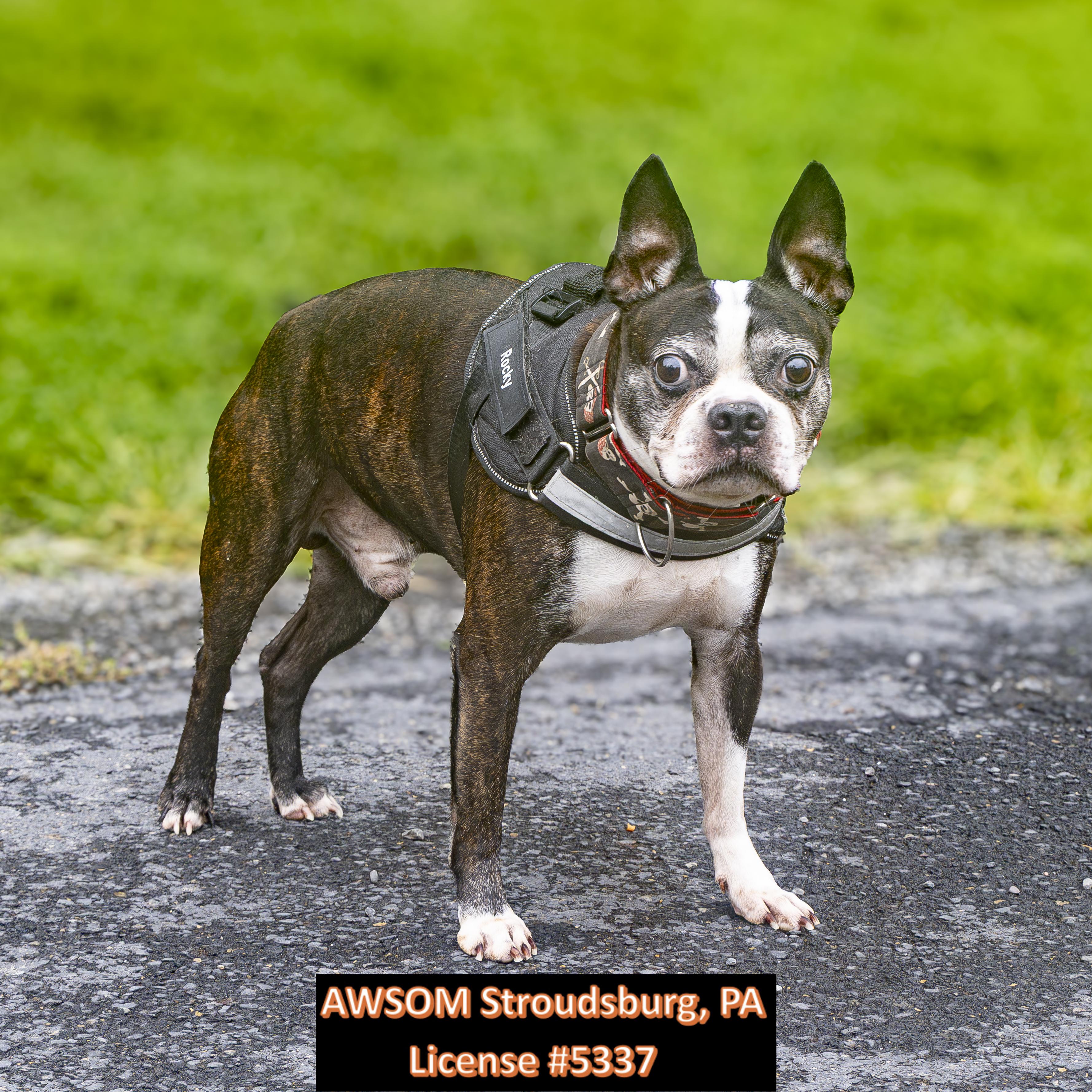 Rocky, adopted, Senior Male Boston Terrier.