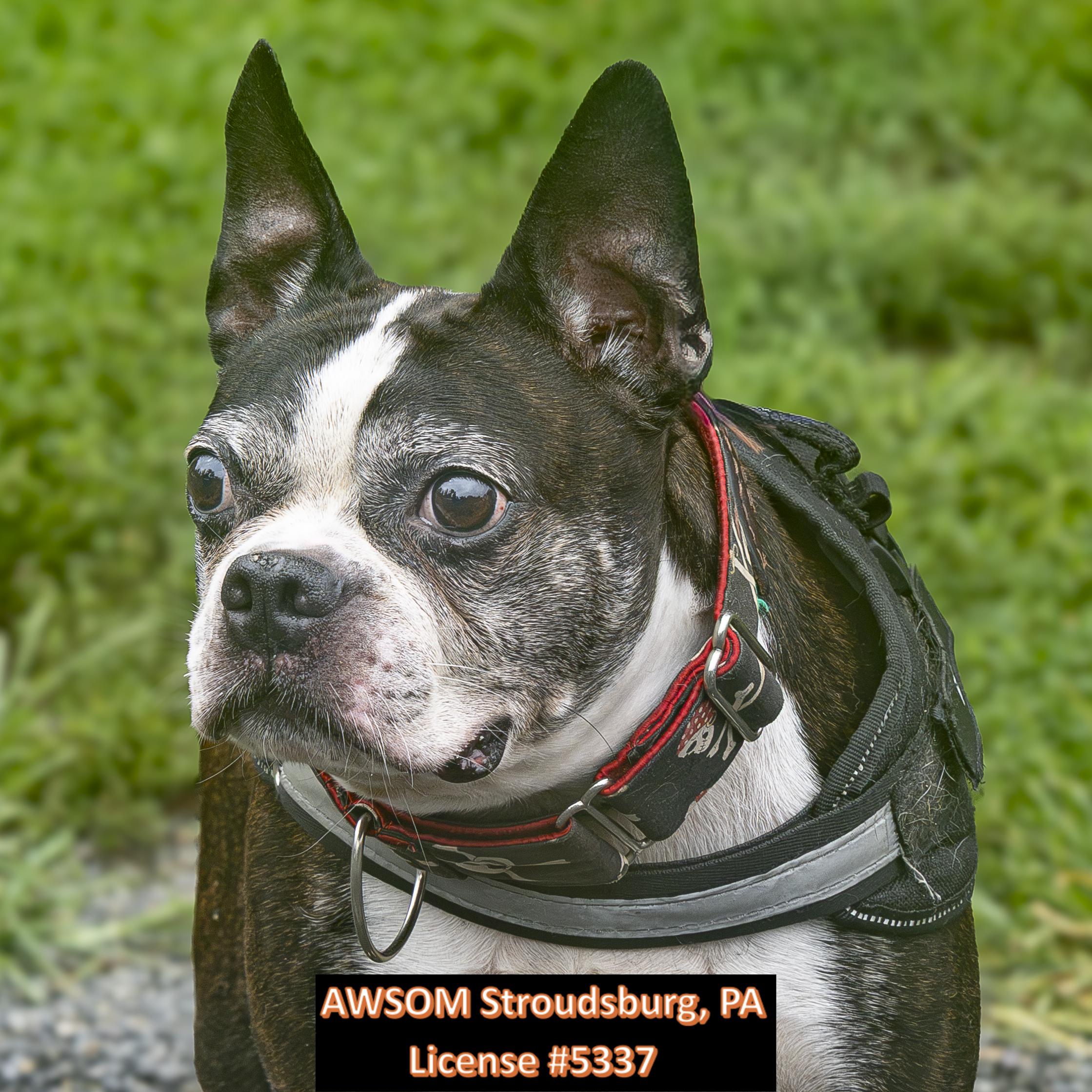 Enlarge Rocky, an adopted mixed breed in Stroudsburg, PA image 2/2