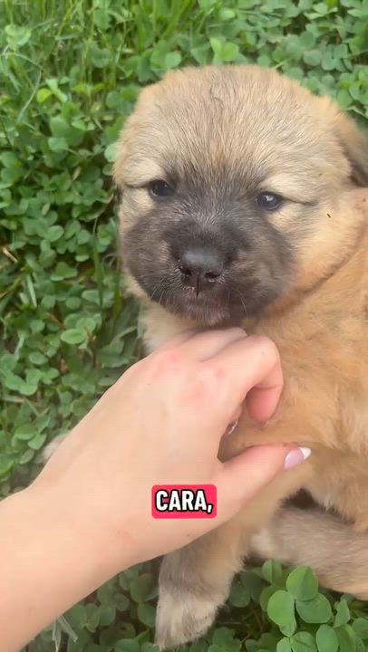 Enlarge Cara, a ADOPTABLE mixed breed in Claremont, NC video 2/2